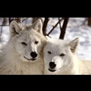 Meet your Posher, Gladys